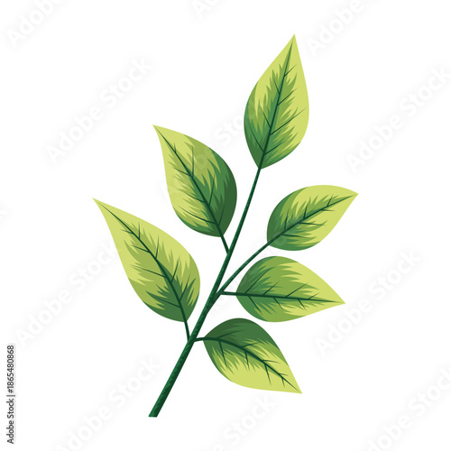 Beautiful botanical green foliage leaves branch illustration isolated on white background
