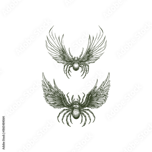 Vintage hand drawn winged spider illustration, mythical flying arachnid engraving sketch on white background.
