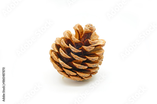 pine cone on white background
