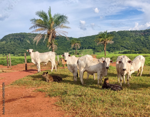 cows in the field