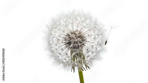 Close-up of a delicate dandelion clock ready to disperse seeds. The image shows the fine details of the seed head and its fluffy structure.