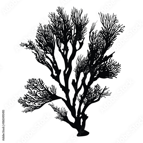 Black silhouette of seaweed underwater plant