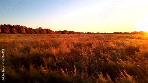 Golden Meadow at Sunset - A Serene Nature Scene.
