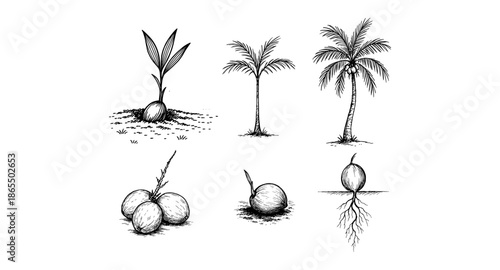 Planting Coconut Hand Drawn Illustration Vector by AZ for Books, Arts, Design and Decoration Graphic Asset