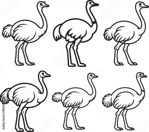 Set Of Ostrich Line Art Illustration, Coloring Book Page Line Art Drawing	