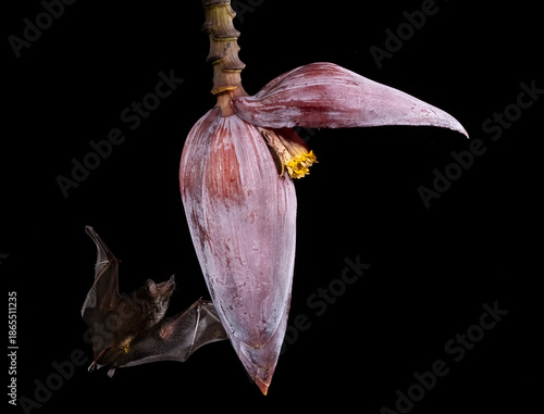 banana flower with long-tongued bat 