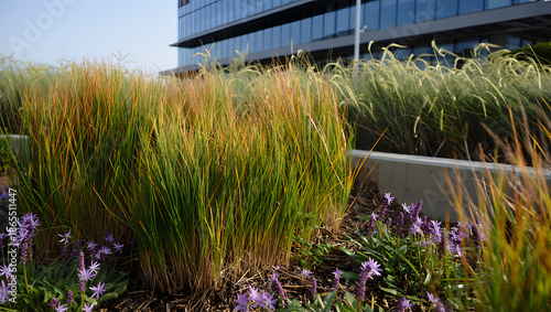 Climate resilience detail Rain garden swale with native plants after light rain water absorption natural