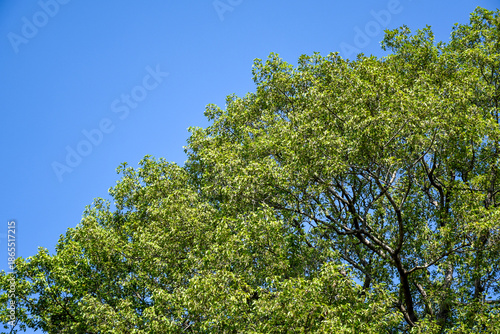Wallpaper Mural green leaves of tree under blue sky at sunny day in forest Torontodigital.ca