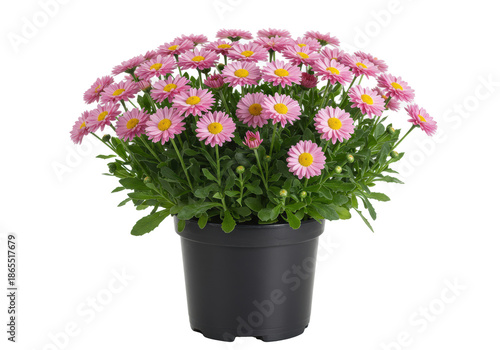 Vibrant pink marguerite daisies with yellow centers and lush green foliage in a dark plastic pot, against a transparent background with soft reflection and copy space. Concept of springtime purity