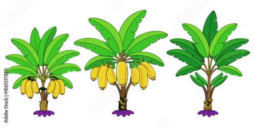 Tropical Banana Tree Vector Illustration Set, Exotic Banana Tree Collection in Flat Style
