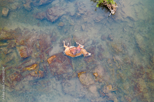 Aerial view of a decomposing animal lying in clear, shallow water over a rocky riverbed. The scene reveals muted earth tones, submerged stones, and the natural process of decay in a freshwater