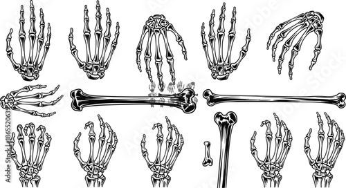Human, anatomy, bones, hand, arm, skeleton, vector, illustration, phalanges, metacarpals, carpals, humerus, radius, ulna, carpal, skeletal, medical, osteology, forensic, education