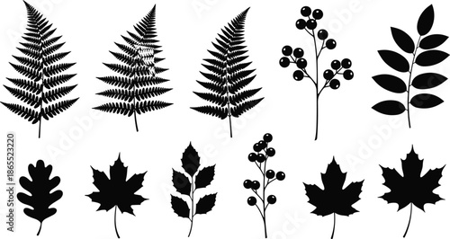 Leaf and berry silhouette set, fern, maple, oak, holly, botanical icons, black and white vector, nature illustration, foliage design