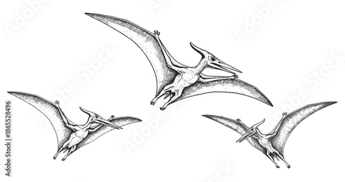 Flying pterosaur dinosaur sketch in classic antique engraving style
