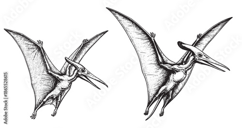 Pteranodon flying dinosaur rendered in detailed vintage engraving