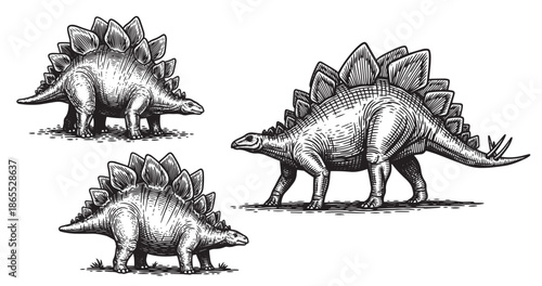 Stegosaurus dinosaur illustrated in bold vintage woodcut style