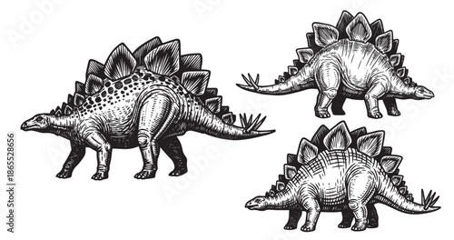 Stegosaurus dinosaur illustrated in classic vintage woodcut engraving