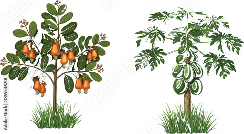 Cashew tree with fruits and papaya tree with green papayas isolated on white background for botanical and agricultural education