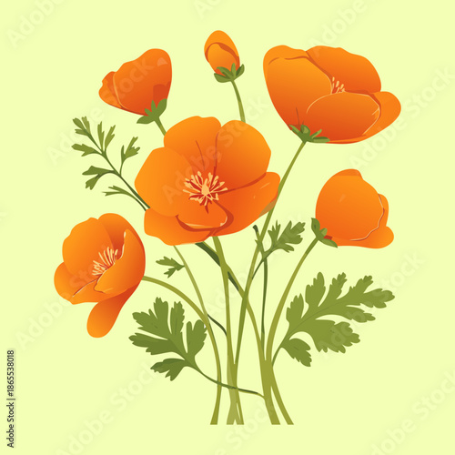 Simple orange poppy flower plant stems with green leaves for a clean and natural botanical art illustration