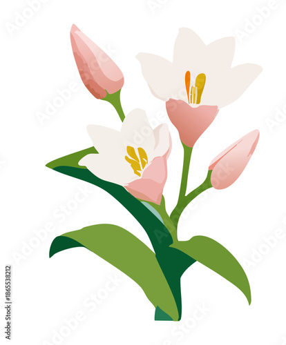 Simple white lily flower plant stems with green leaves for a clean and elegant botanical art illustration