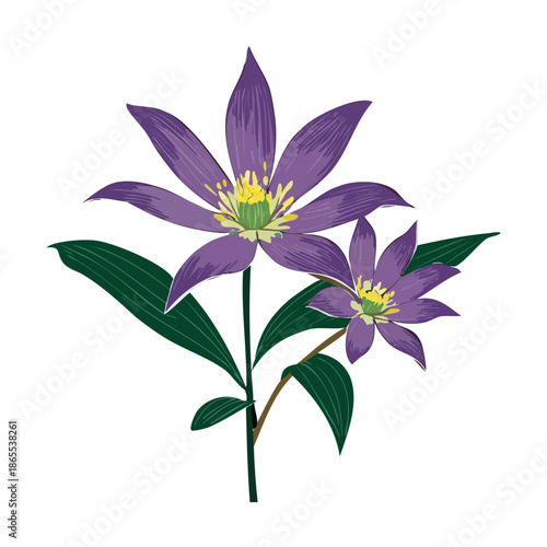Simple purple lily flower plant stems with green leaves for a clean and elegant botanical art illustration