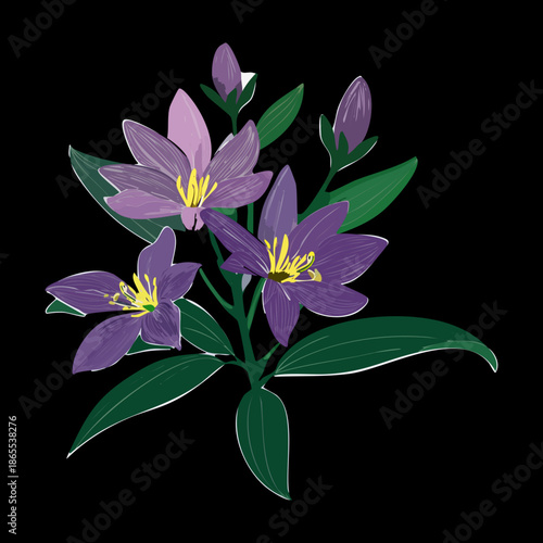 Dark dramatic purple lily plant with green leaves for an artistic and modern botanical nature illustration design