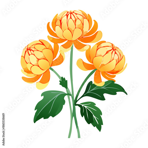 Beautiful golden chrysanthemum flower plant cluster for a vibrant and detailed autumn floral nature illustration design