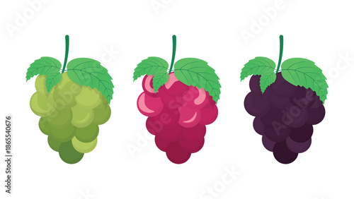 Colorful grape illustration set with green, red, and purple fruit clusters