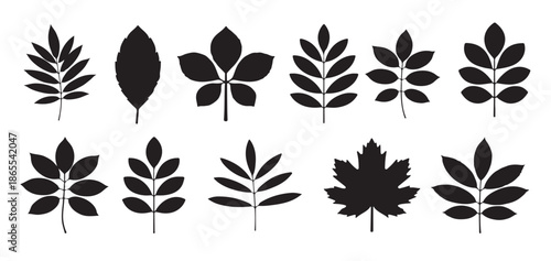 black and white traced silhouettes of various leaf types 