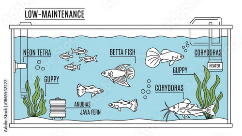 Low maintenance aquarium with various fish and plants including neon tetra, guppy, betta fish, corydoras, anubias and java fern in a freshwater