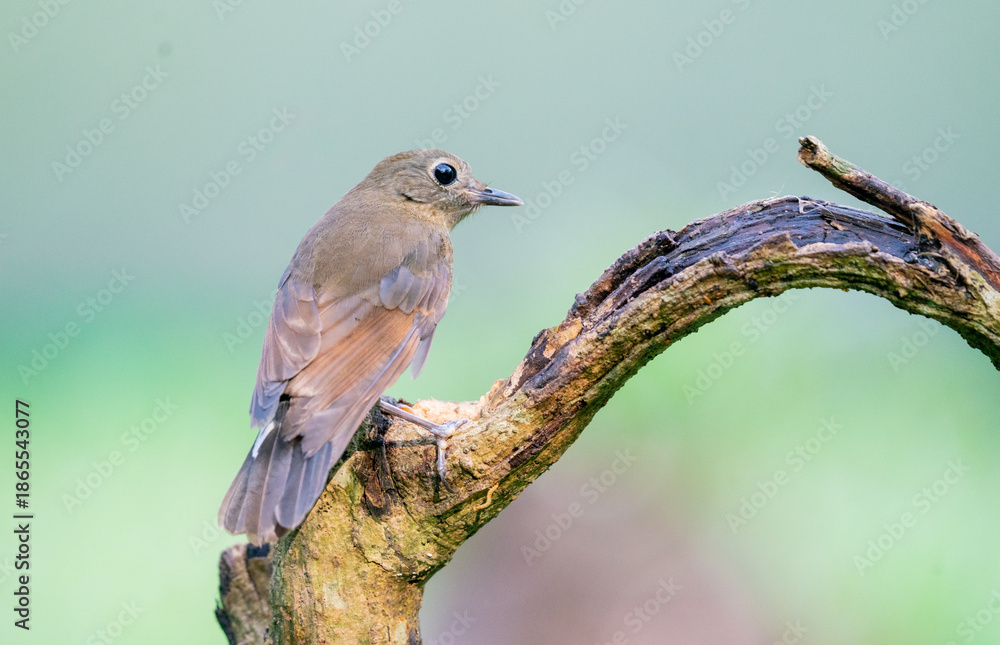 Obraz premium Siberian Rubythroat Bird On Branch
