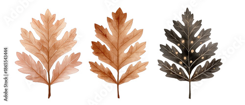 Three intricately designed autumn leaves showcasing varying colors and textures against a plain background