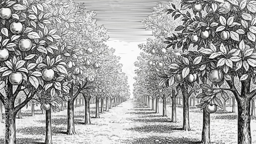 Orchard with rows of fruit trees in vintage illustration style.