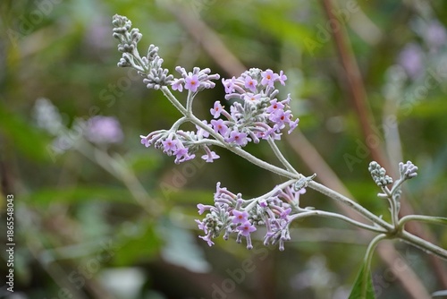 Buddleja flowers blossoming in the Athens National garden