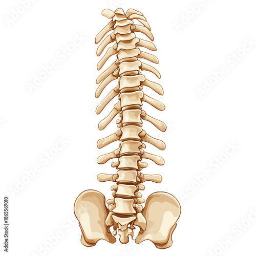 An illustration of a human spine, isolated on white background , vector style simple color