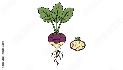 Cartoon illustration of kohlrabi bulb with green leaves fresh organic vegetable