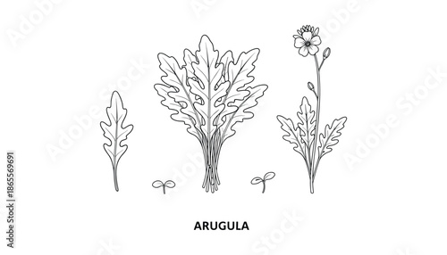 Arugula vector line art illustration isolated on transparent background