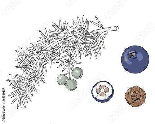 Hand drawn juniper branch and berries isolated on transparent backdrop for projects