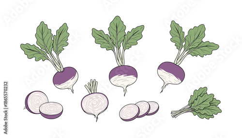 Organic kohlrabi root vegetable with green leaves food with slice