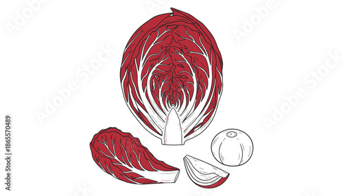 Radicchio illustration with red leaves a traditional ingredient and sliced radicchio bulb
