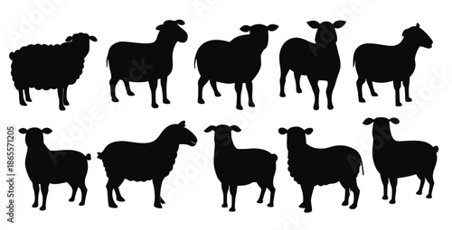  isolated sheap silhouettes in various poses