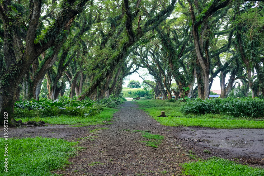 Obraz premium Majestic giant rain trees form a natural tunnel at De Djawatan, Banyuwangi, with wide canopies and lush greenery creating a magical forest atmosphere and a cool, serene setting.