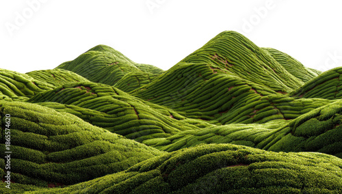 Green hills covered in layered vegetation rows