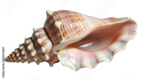 Large seashell with brown and white patterns large shell isolated on a transparent background