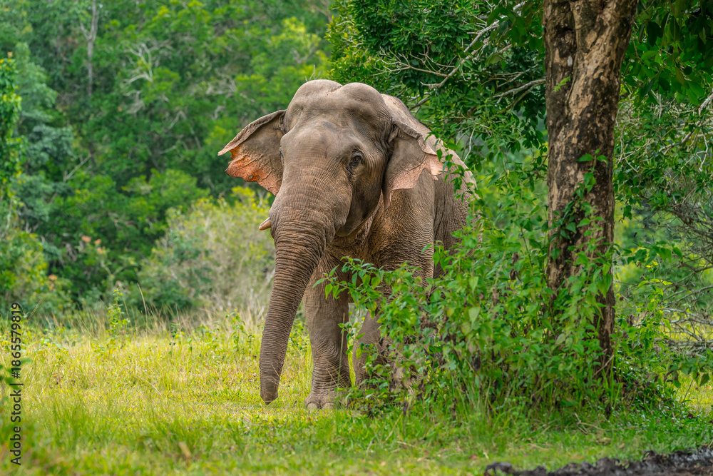 Fototapeta premium Elephants are the largest land animals, possessing long trunks, large ears, big legs, and thick yet delicate skin. Their trunks are used for breathing and for grasping food.