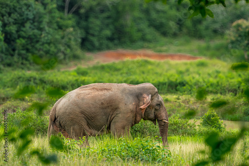 Elephants are the largest land animals, possessing long trunks, large ears, big legs, and thick yet delicate skin. Their trunks are used for breathing and for grasping food.