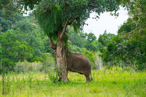 Elephants are the largest land animals, possessing long trunks, large ears, big legs, and thick yet delicate skin. Their trunks are used for breathing and for grasping food.