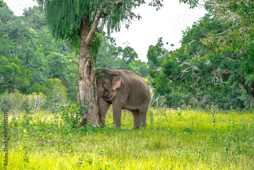Elephants are the largest land animals, possessing long trunks, large ears, big legs, and thick yet delicate skin. Their trunks are used for breathing and for grasping food.