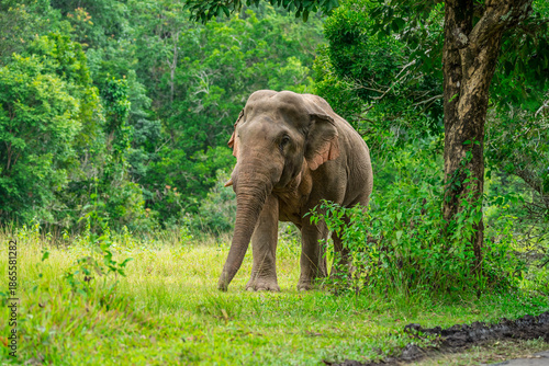 Elephants are the largest land animals, possessing long trunks, large ears, big legs, and thick yet delicate skin. Their trunks are used for breathing and for grasping food.