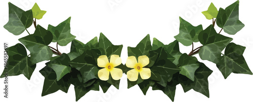 Symmetrical arrangement of green ivy leaves and small yellow flowers illustration on a white background